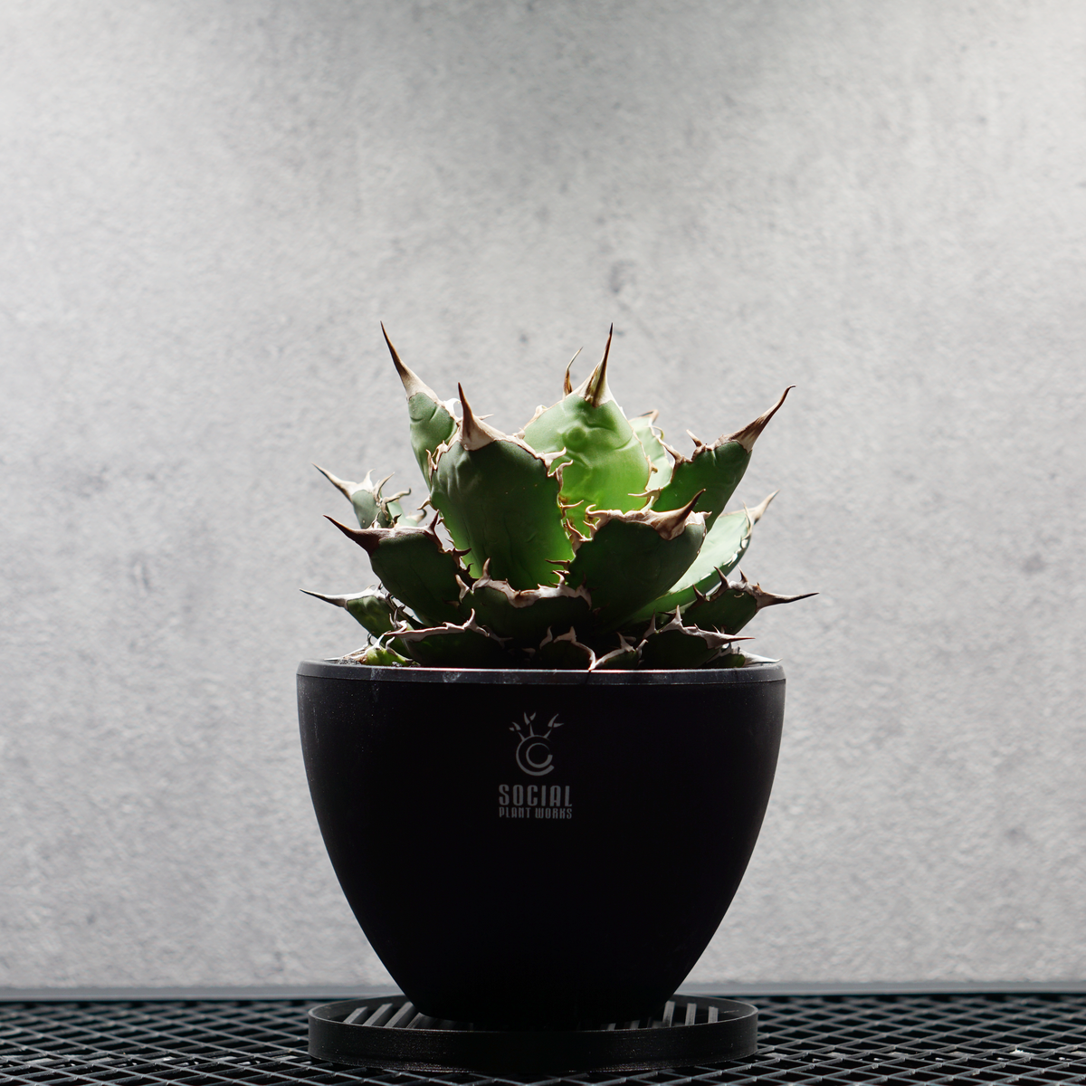 アガベ チタノタ 熊猫 パンダ LOGO ECO POT SIZE M セット｜締まった低重心のロゼットと白く発達した鋸歯を持つ株の全景
