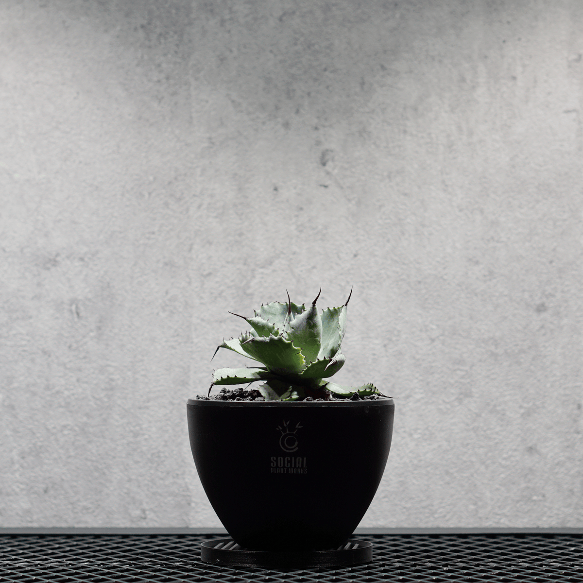 SOCIAL PLANT WORKS NEW RELEASE