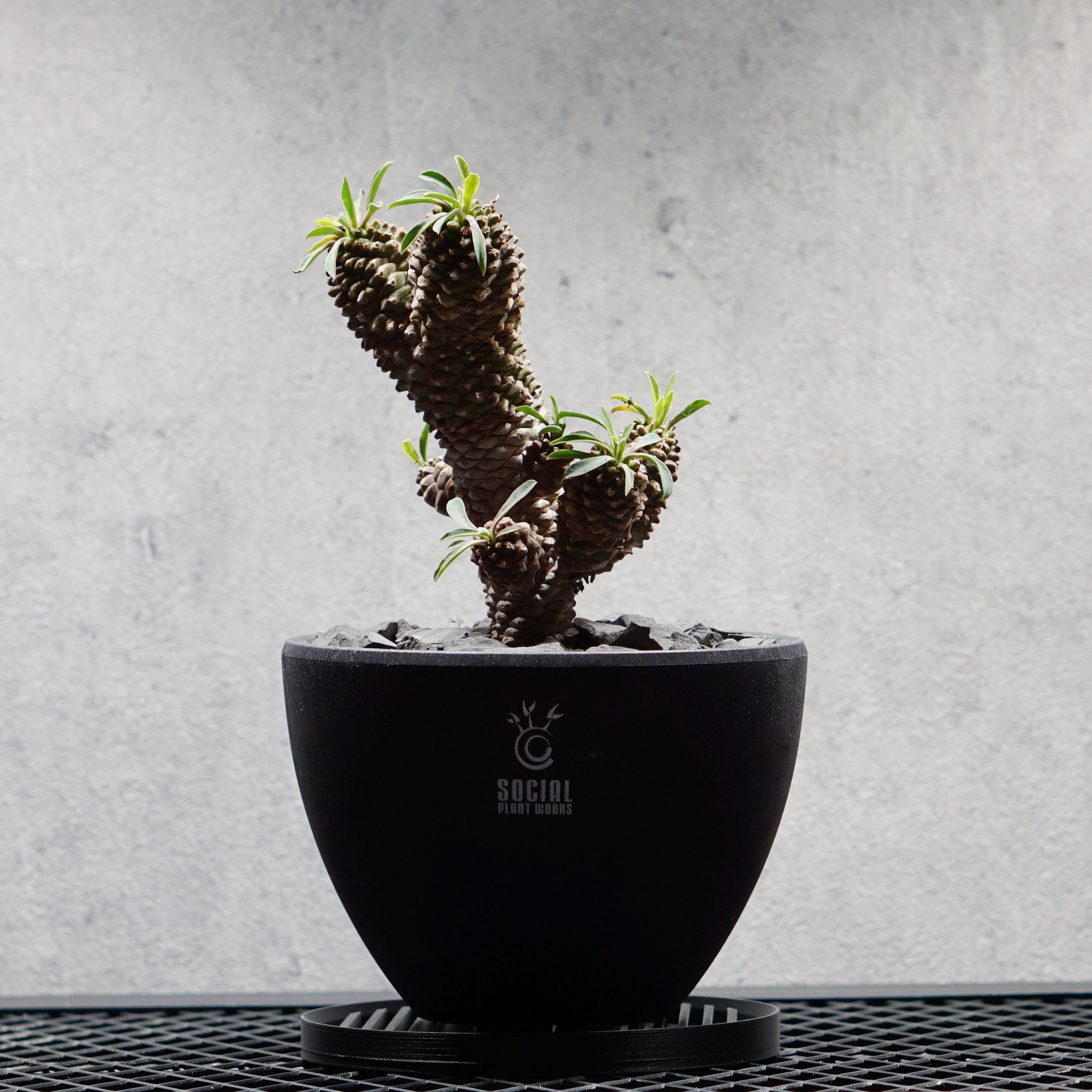 ユーフォルビア ソテツキリン05 LOGO ECO POT SIZE M（4.5号サイズ鉢）＋ LOGO SLIT PLATE Mセット