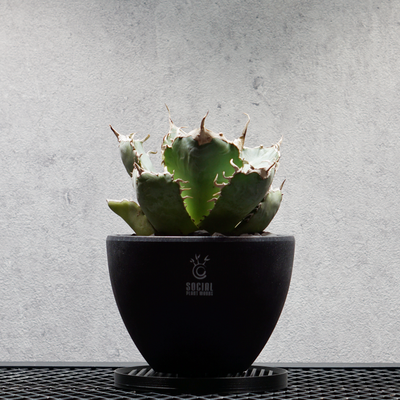 PLANTS