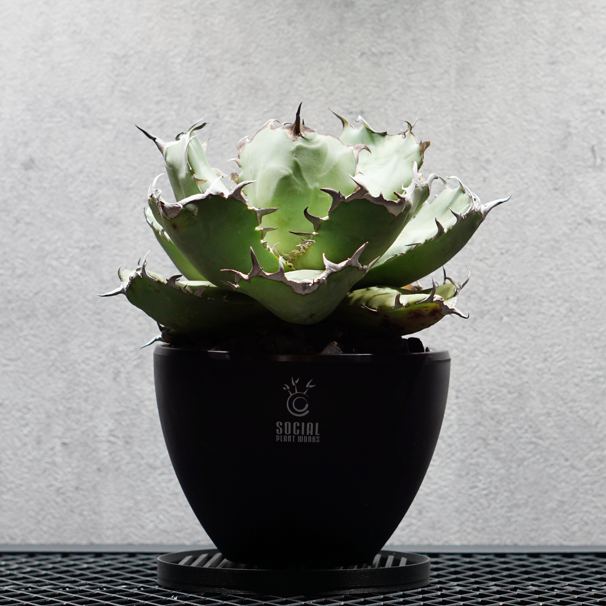 【プレミア大株】アガベ チタノタ 黒鯨04 LOGO ECO POT SIZE M（4.5号サイズ鉢）＋ LOGO SLIT PLATE Mセット
