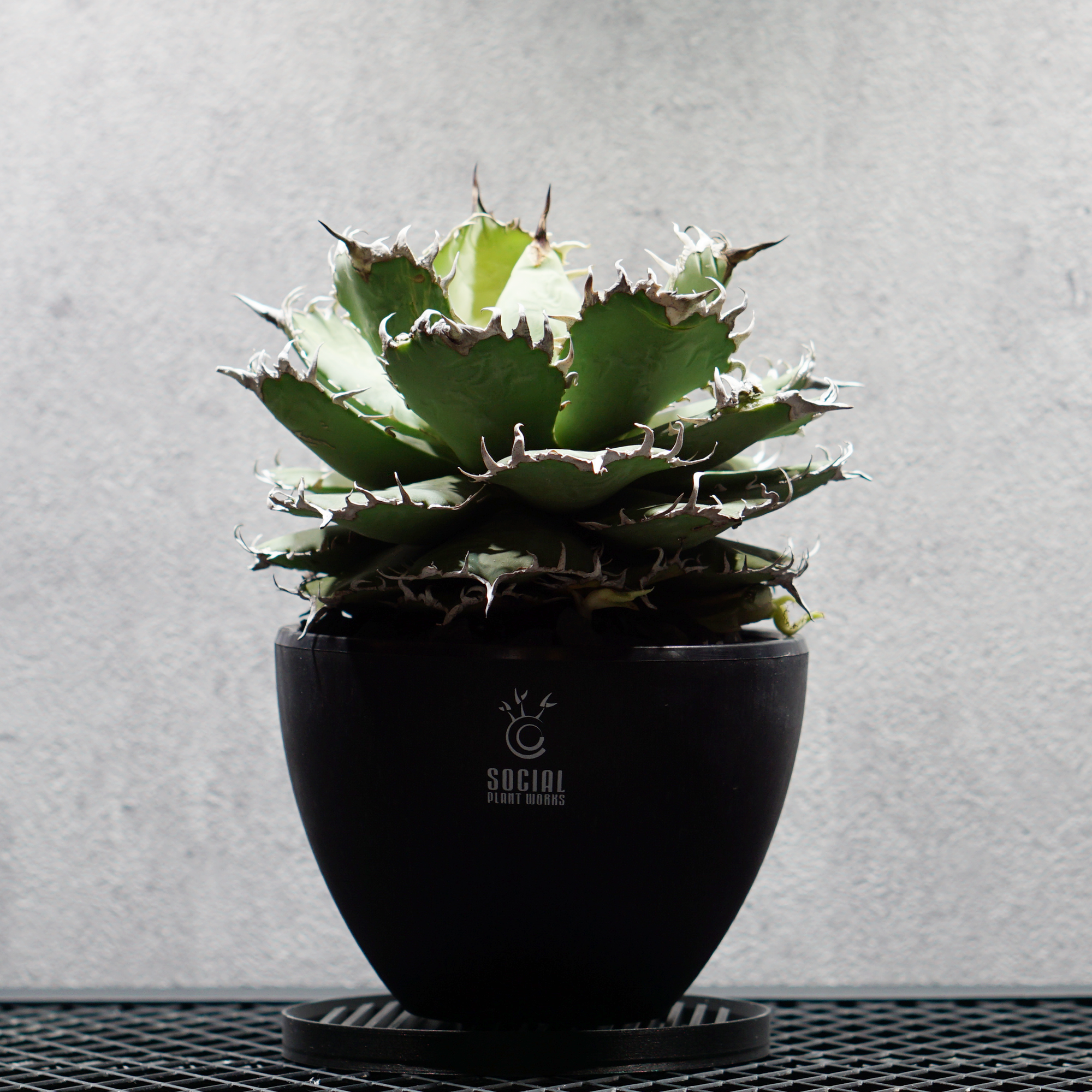 【プレミア大株】アガベ チタノタ フィリグリー08 LOGO ECO POT SIZE M（4.5号サイズ鉢）＋ LOGO SLIT PLATE Mセット