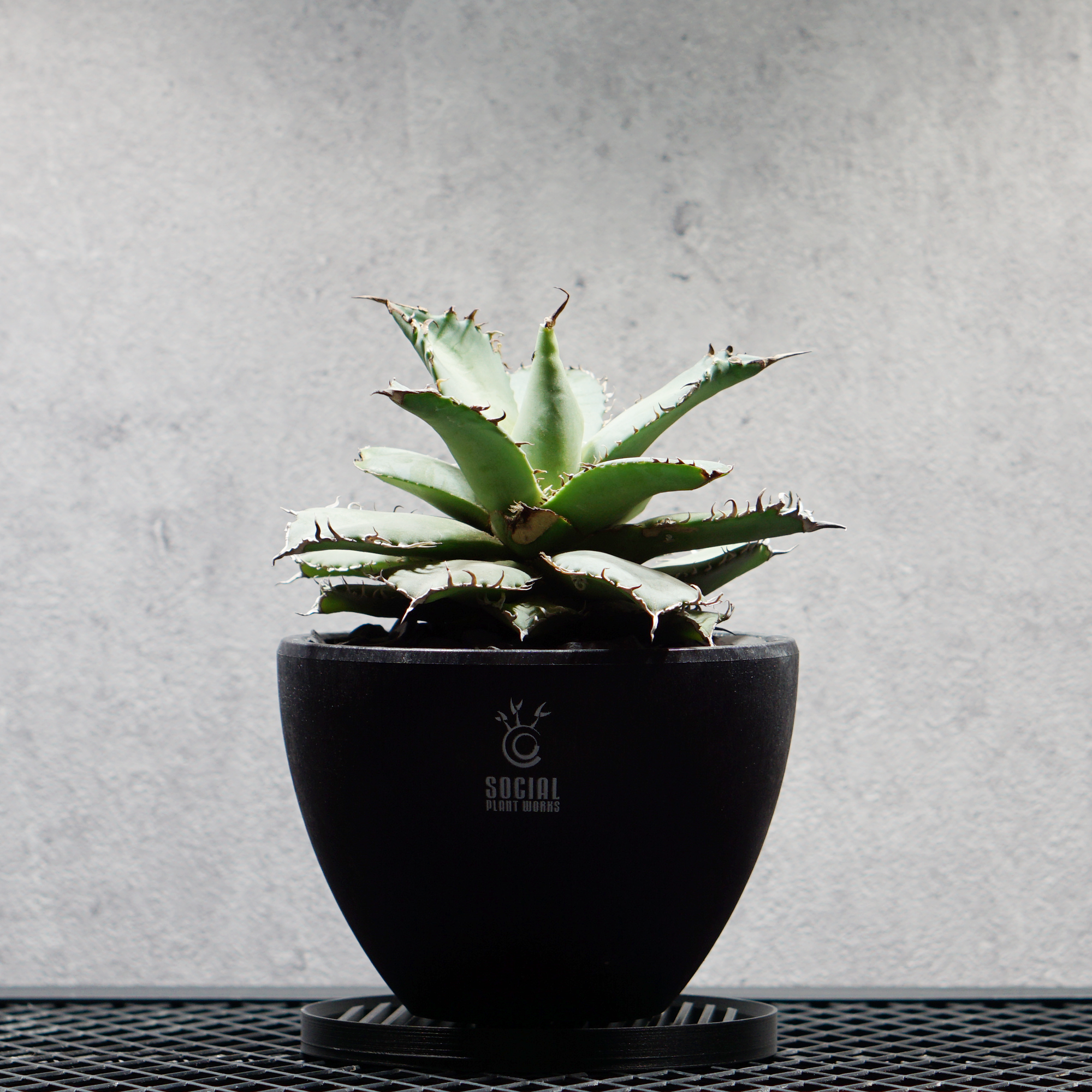 アガベ チタノタ フィリグリー07 LOGO ECO POT SIZE M（4.5号サイズ鉢）＋ LOGO SLIT PLATE Mセット