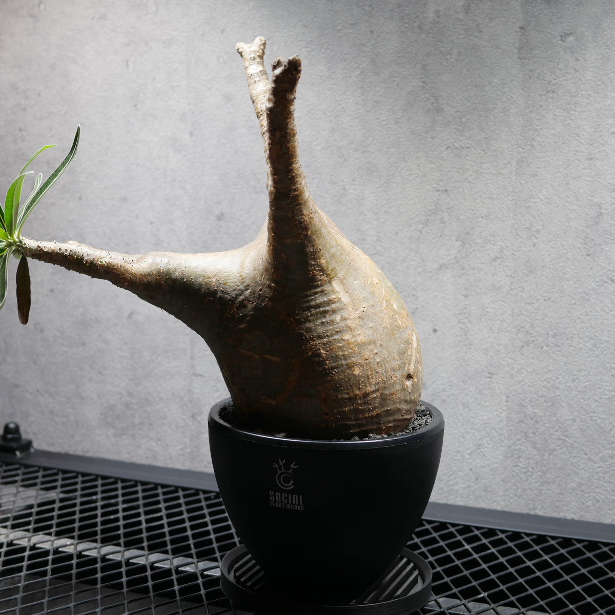 パキポディウム グラキリス 発根済み良型 LOGO ECO POT SIZE M（4.5号サイズ鉢）＋ LOGO SLIT PLATE Mセット