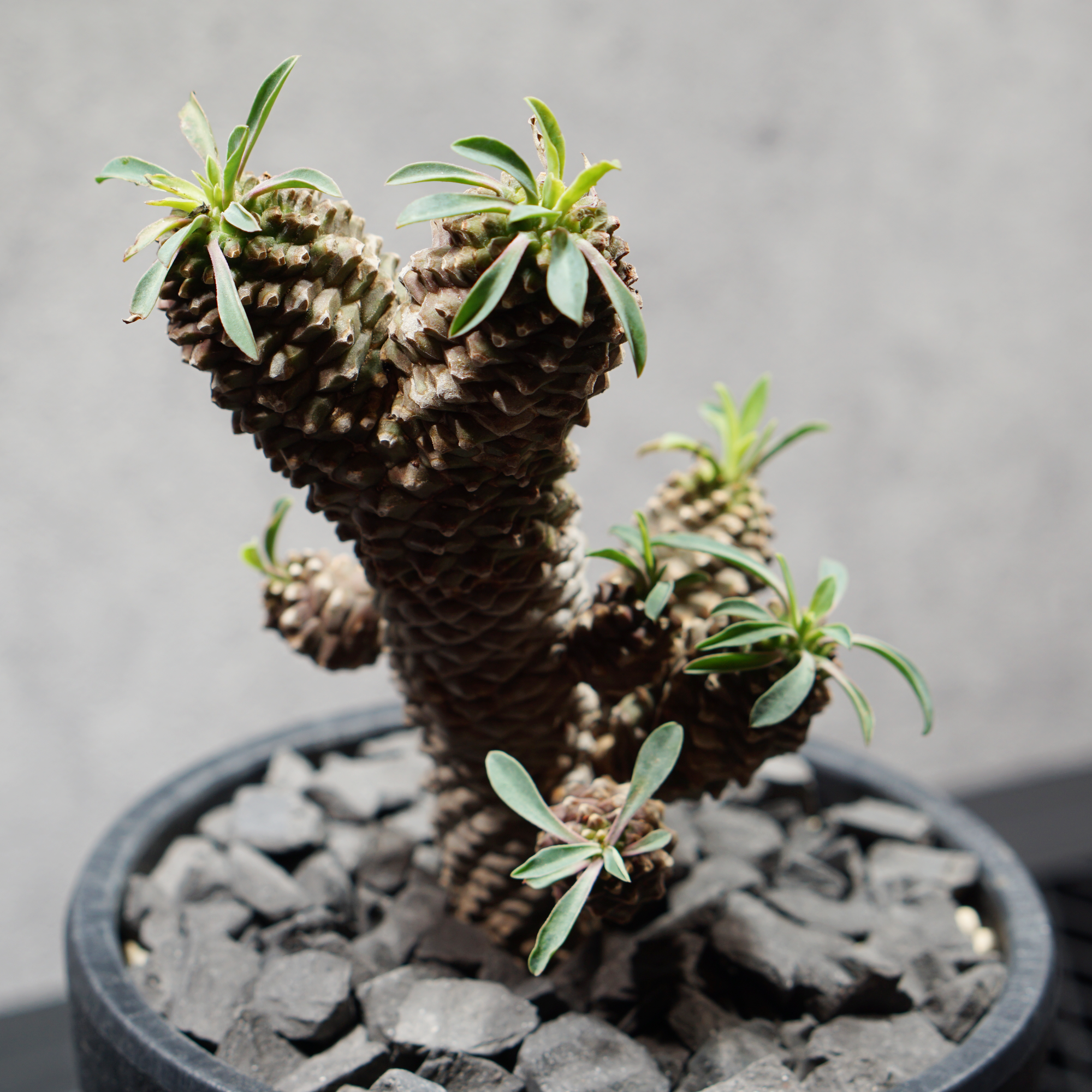 ユーフォルビア ソテツキリン05 LOGO ECO POT SIZE M（4.5号サイズ鉢）＋ LOGO SLIT PLATE Mセット