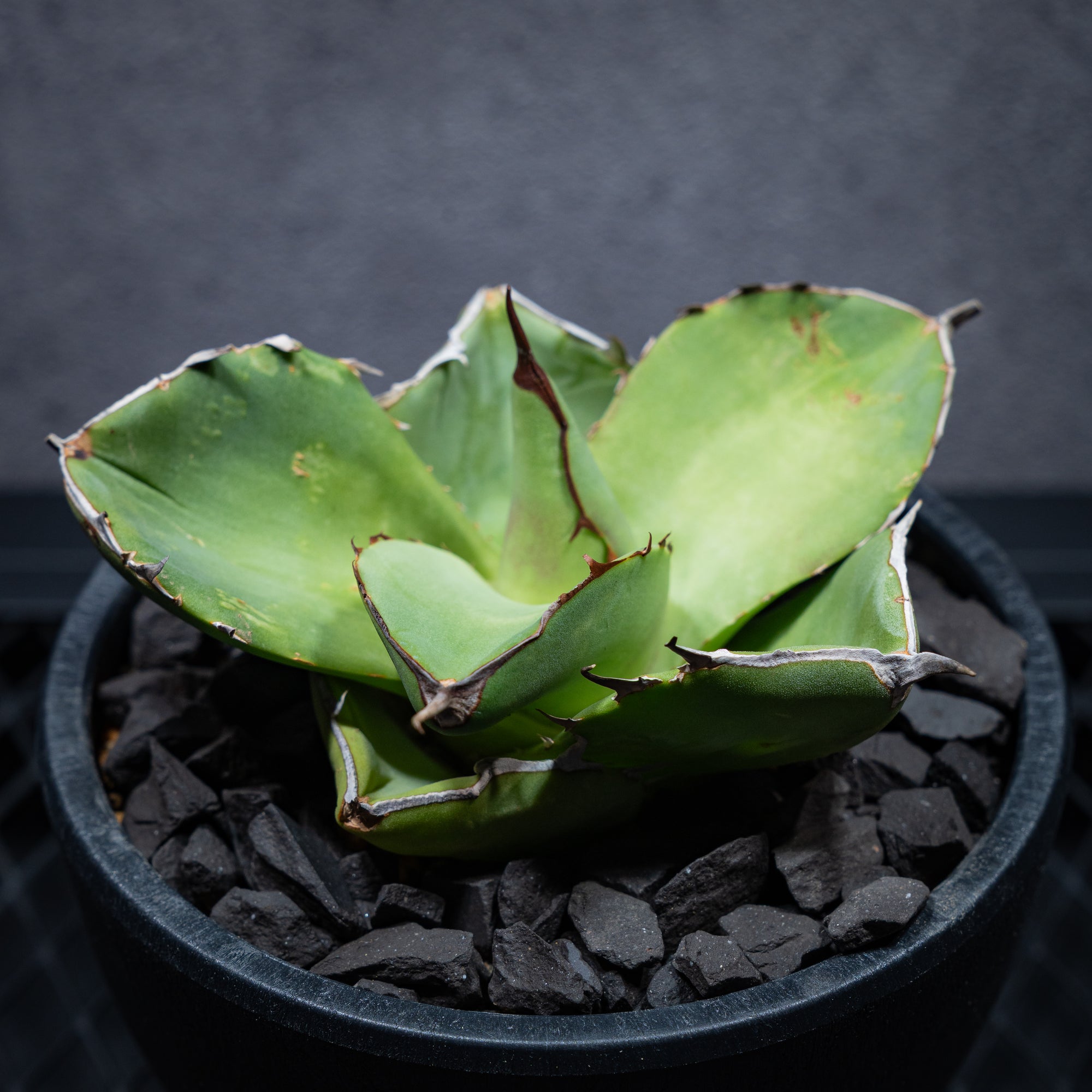 アガベ チタノタ ジャガーノート02 LOGO ECO POT SIZE M（4.5号サイズ鉢）＋ LOGO SLIT PLATE Mセット