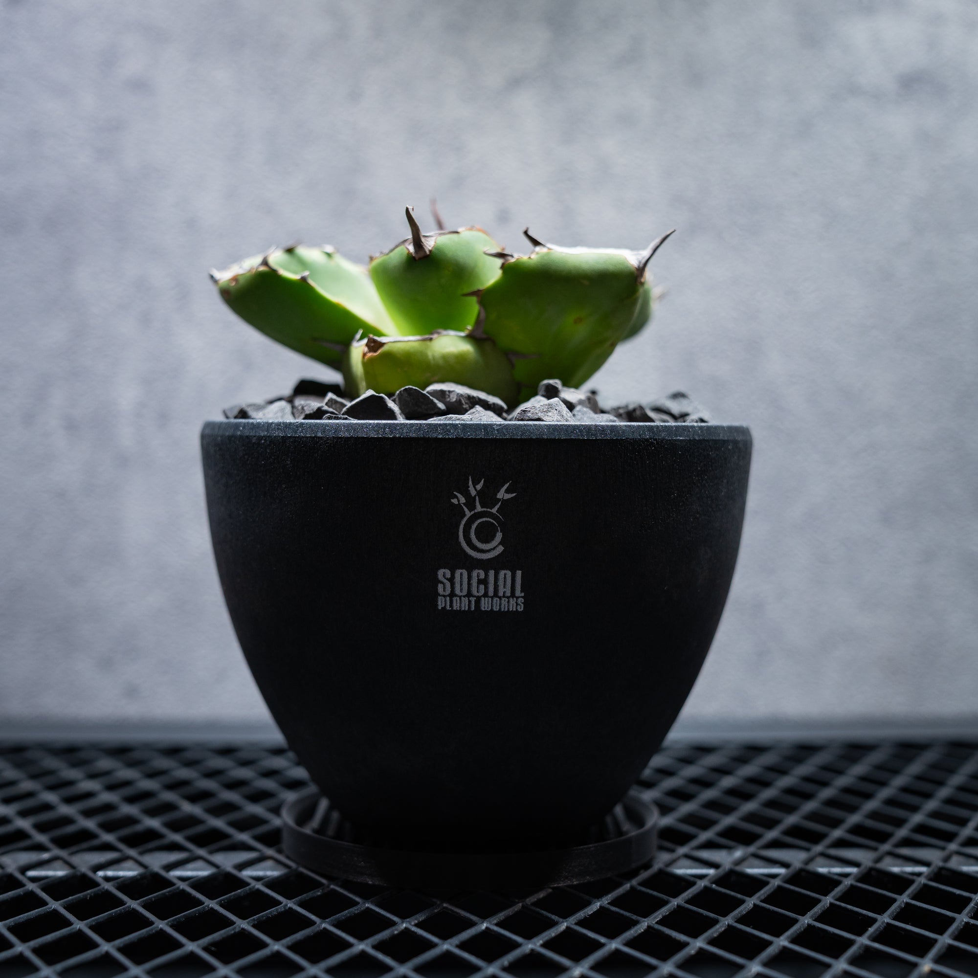 アガベ チタノタ ジャガーノート02 LOGO ECO POT SIZE M（4.5号サイズ鉢）＋ LOGO SLIT PLATE Mセット