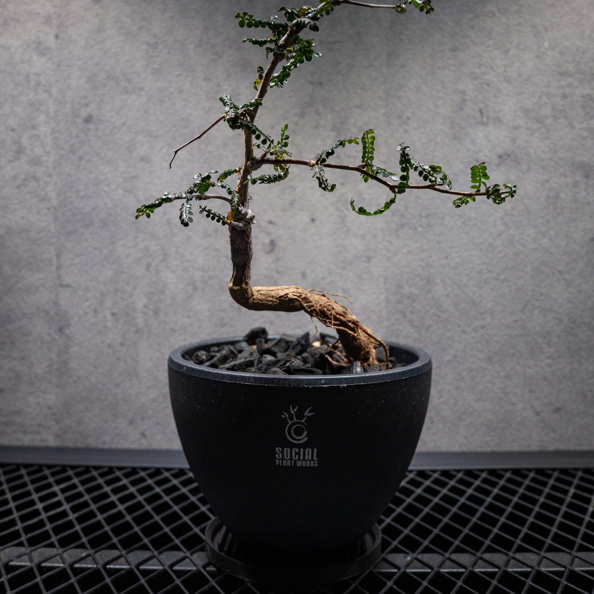 オペルクリカリア パキプス03 LOGO ECO POT SIZE M（4.5号サイズ鉢）＋ SLIT PLATE Mセット