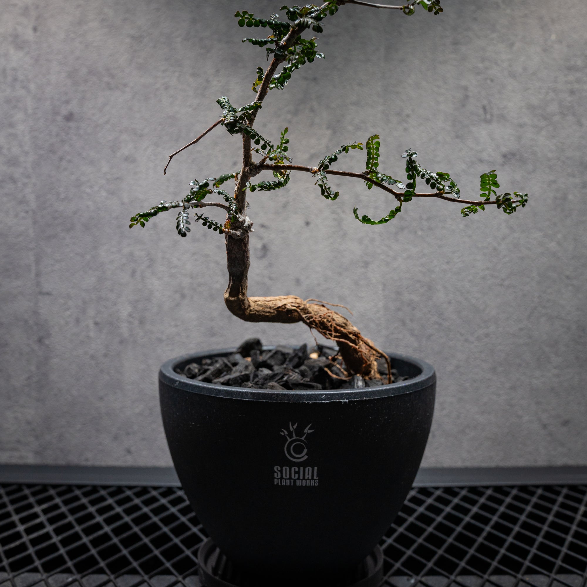 オペルクリカリア パキプス03 LOGO ECO POT SIZE M（4.5号サイズ鉢）＋ SLIT PLATE Mセット