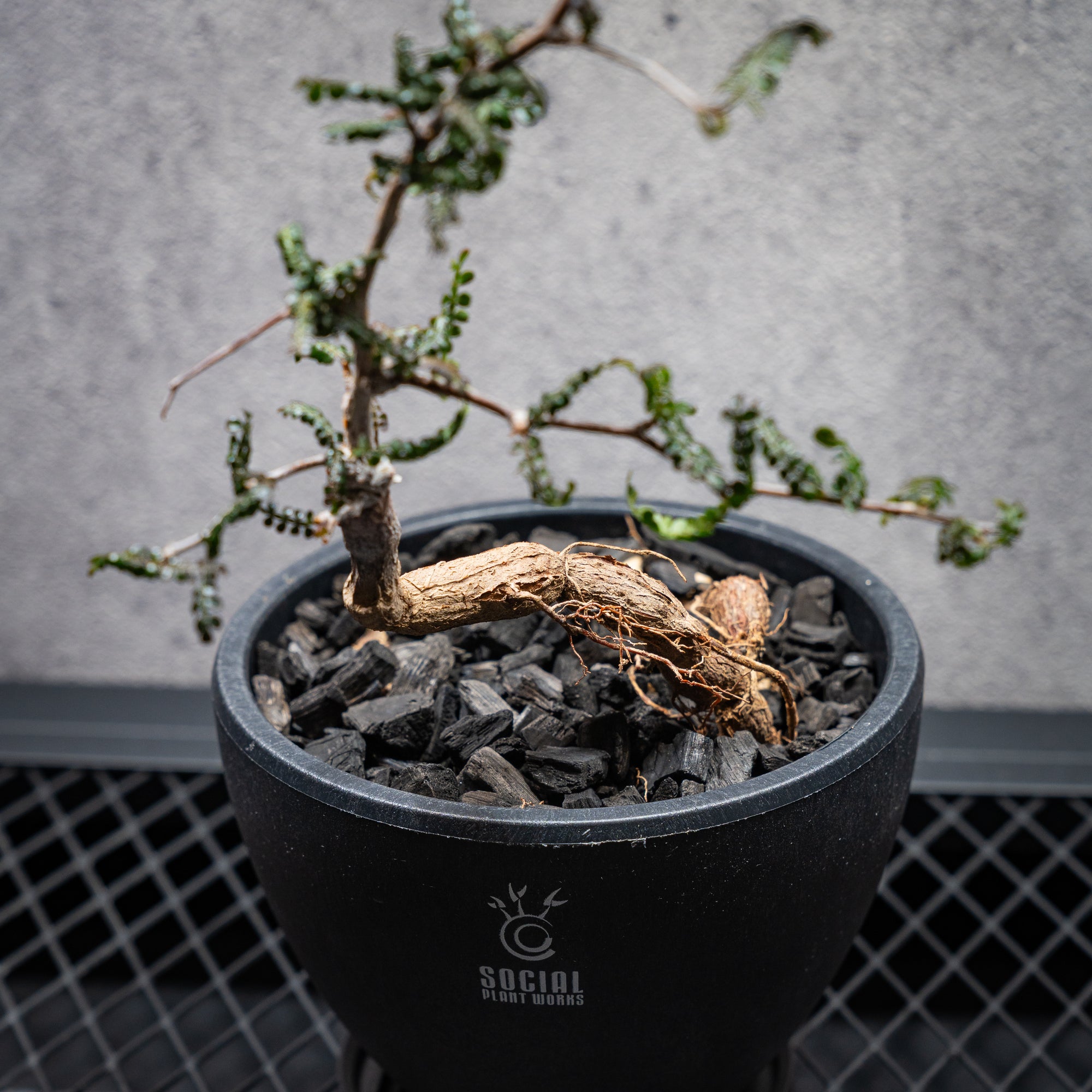 オペルクリカリア パキプス03 LOGO ECO POT SIZE M（4.5号サイズ鉢）＋ SLIT PLATE Mセット