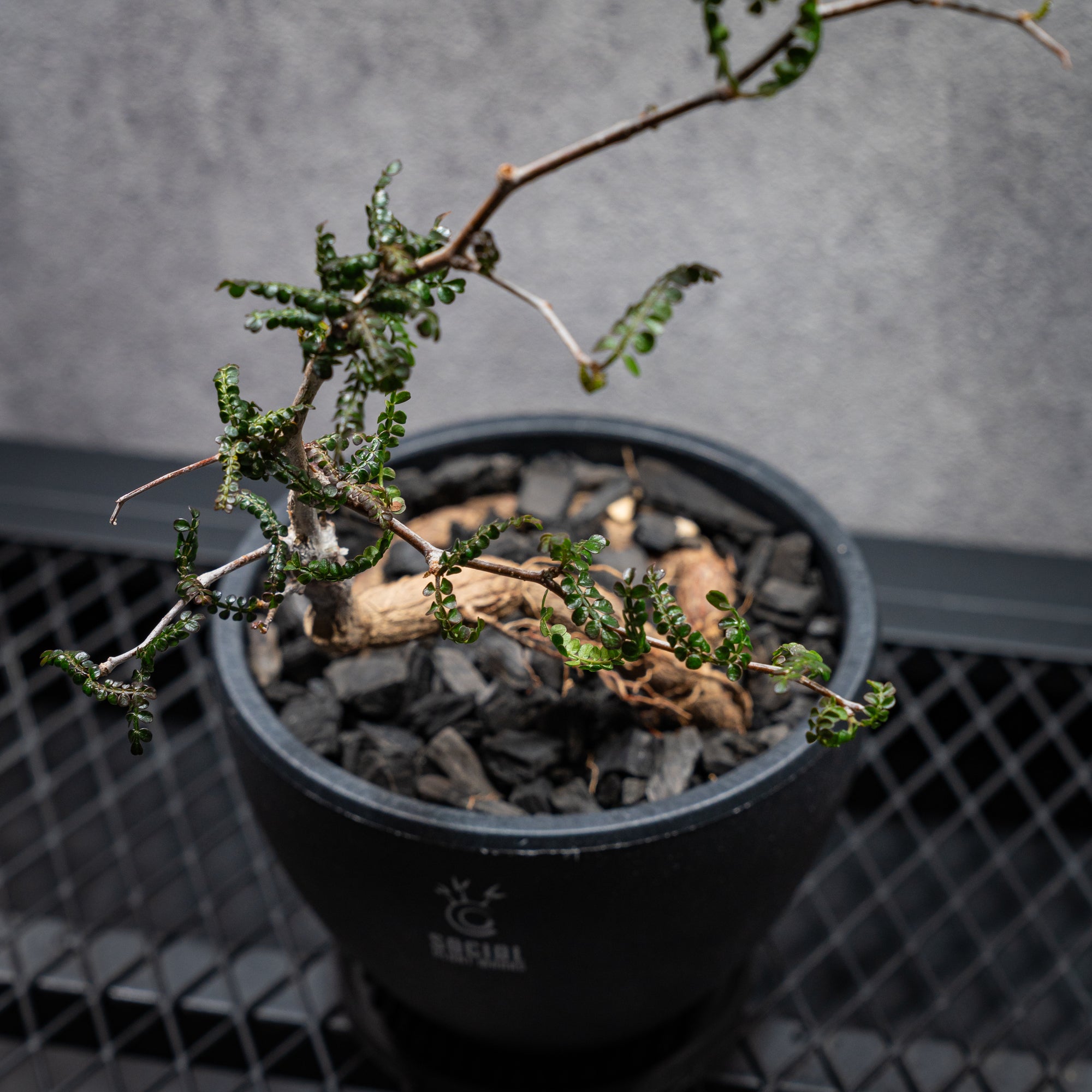 オペルクリカリア パキプス03 LOGO ECO POT SIZE M（4.5号サイズ鉢）＋ SLIT PLATE Mセット