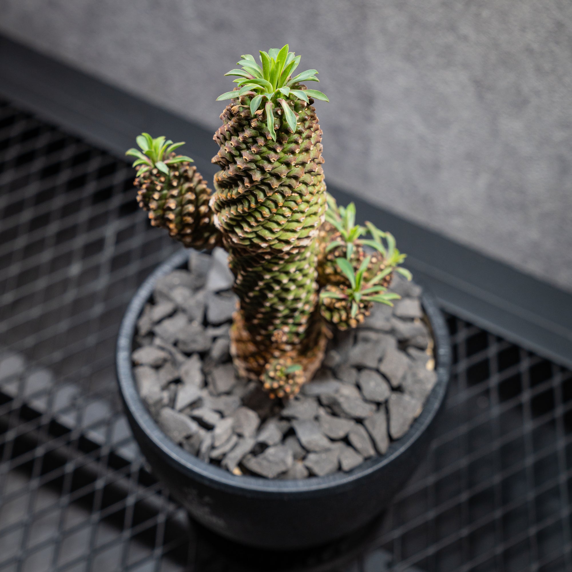 ユーフォルビア ソテツキリン04 LOGO ECO POT SIZE M（4.5号サイズ鉢）＋ LOGO SLIT PLATE Mセット
