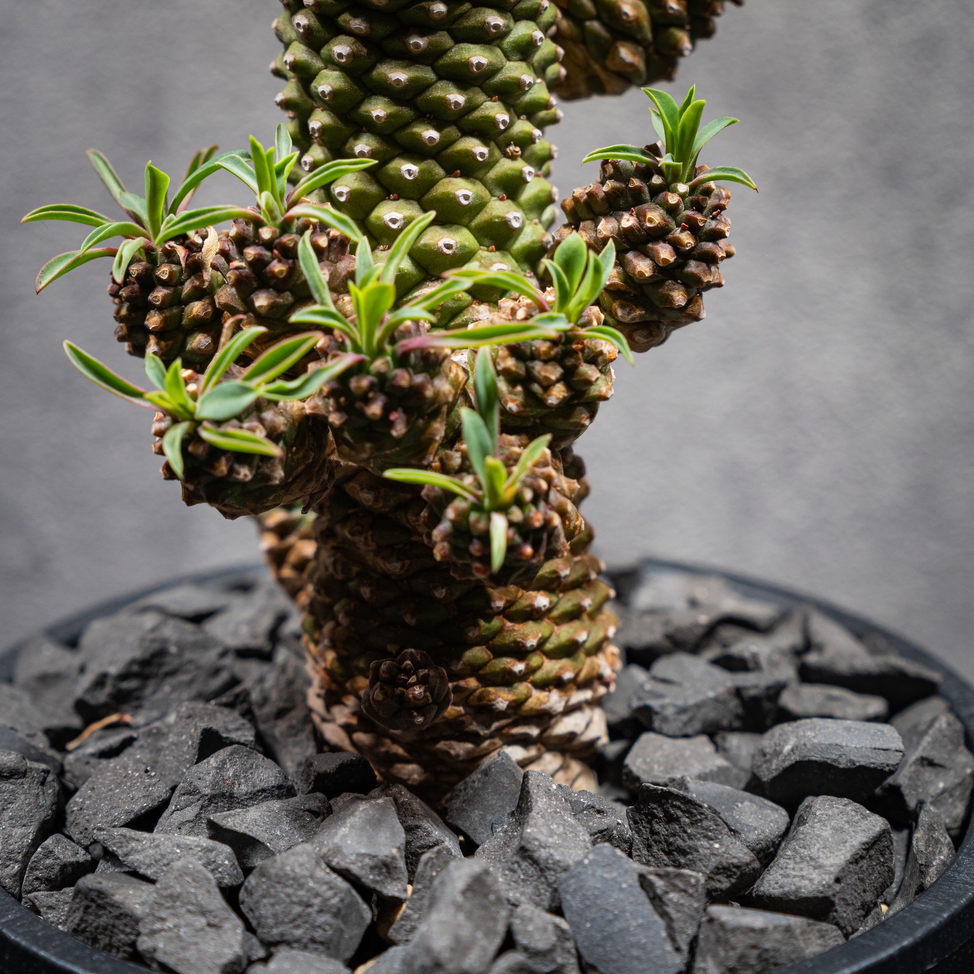 ユーフォルビア ソテツキリン04 LOGO ECO POT SIZE M（4.5号サイズ鉢）＋ LOGO SLIT PLATE Mセット