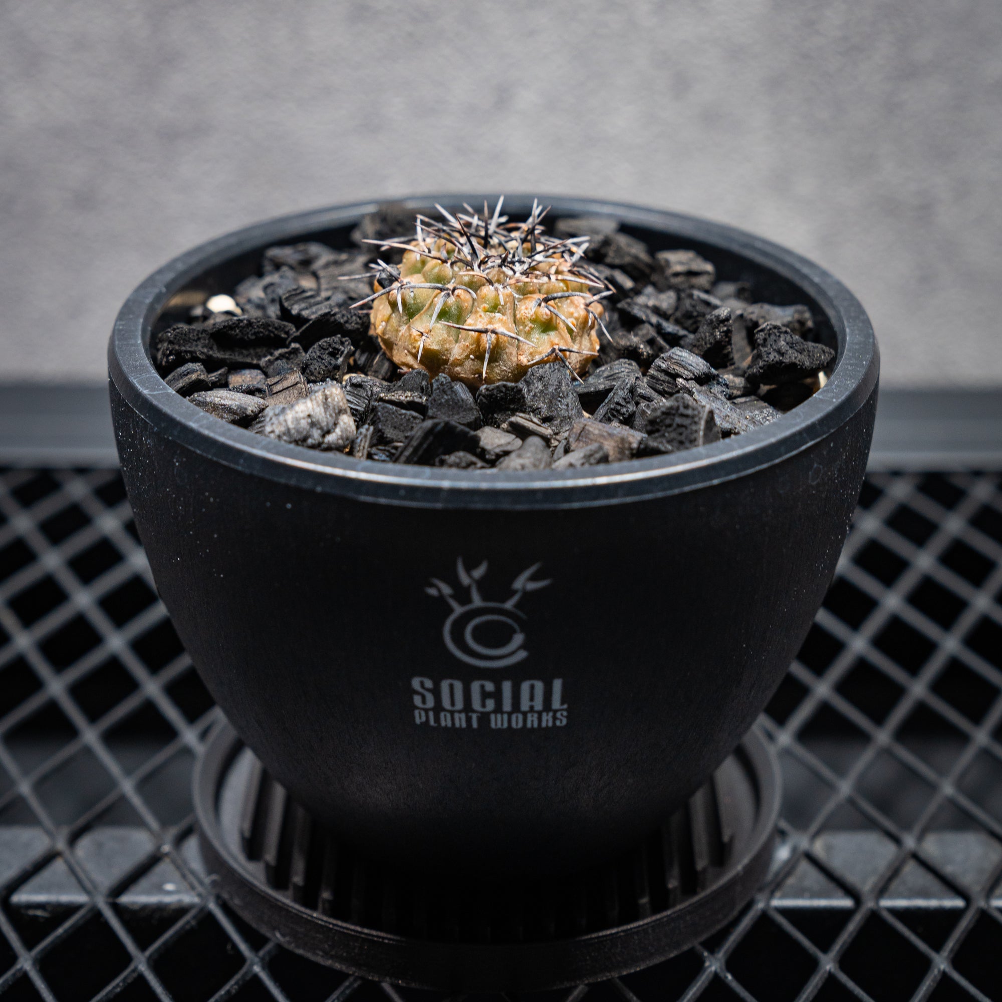 希少実生種 黒棘鳳頭モンスト LOGO ECO POT SIZE S（3.5号サイズ鉢）＋ LOGO SLIT PLATE Sセット