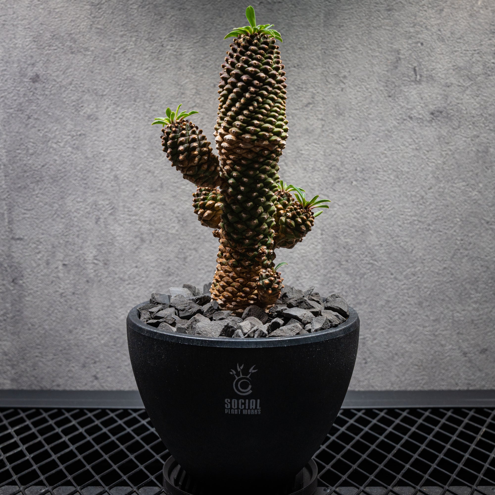 ユーフォルビア ソテツキリン04 LOGO ECO POT SIZE M（4.5号サイズ鉢）＋ LOGO SLIT PLATE Mセット