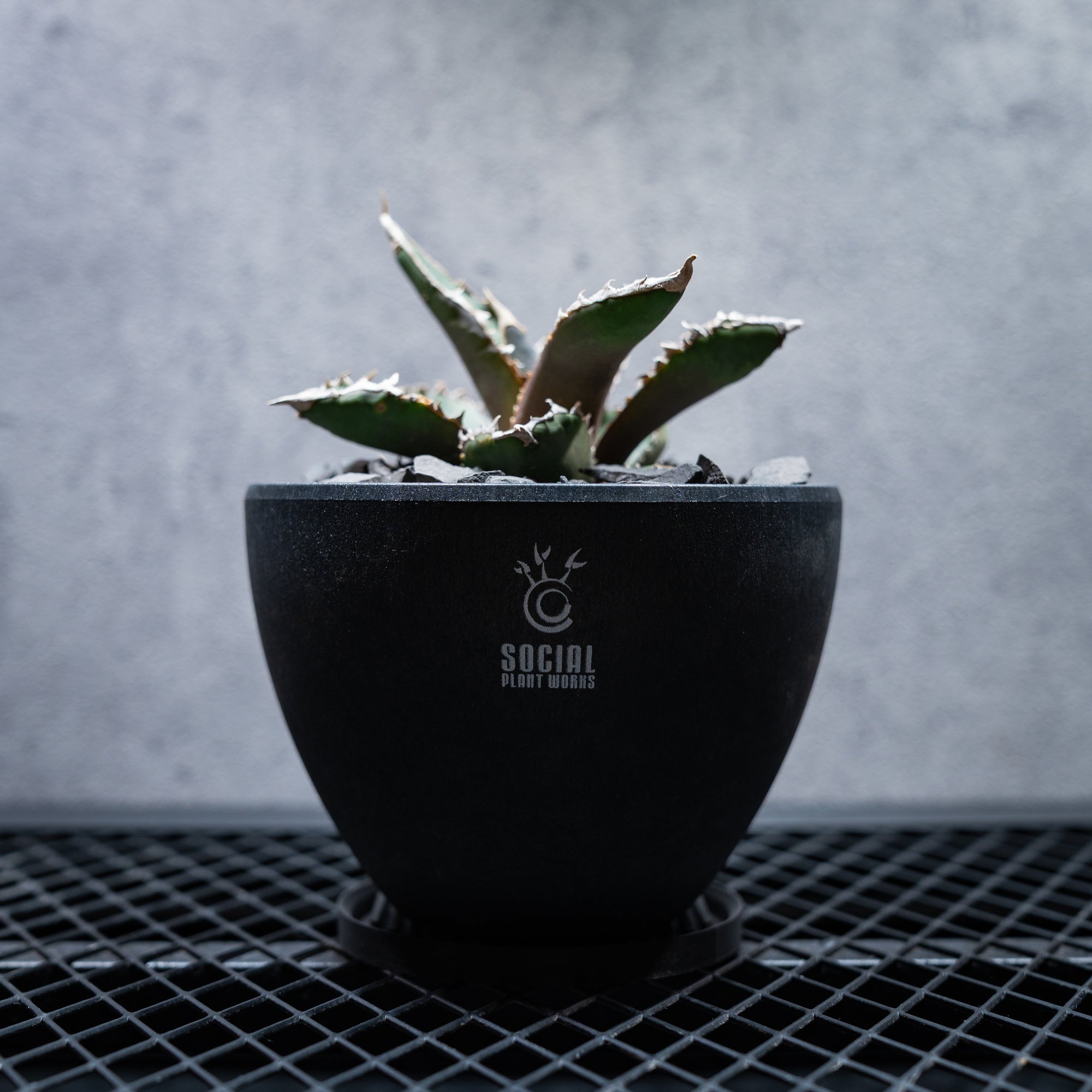 アガベ チタノタ ホワイトファイアー LOGO ECO POT SIZE M（4.5号サイズ鉢）＋ LOGO SLIT PLATE Mセット